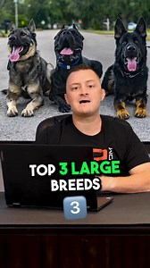 648K views · 20K reactions | 3 Large Sized Dog Breeds We Recommend #rottweiler #rottweilerpuppy #labordorretriever #germanshepherd #germanshepherdpuppy #dog #dogs #puppy #doglover #dogmom #fyp | American Standard Dog Training | Facebook