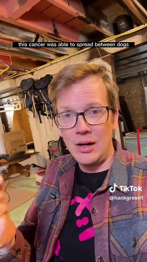 The Fascinating Story of the Contagious Dog Cancer Explained