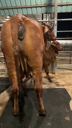 6M views · 29K reactions | Cute Baby Brahman playing with his Mother SUMON’S CATTLE #Bangladesh #baby #cute #cattle #bulls #reelsfbシ #viralreels #viralreelsfb #reels2023 #babybull | SUMON’S CATTLE | Facebook