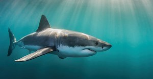 Great White Sharks in North Carolina: Where They Live & How Often They're Spotted