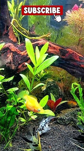 🌊 Relaxing Aquarium Short | Tropical Fish Screensaver