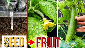 Growing cucumbers from seed to fruit (80 days time lapse)