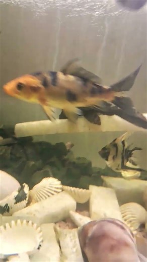 new pleco fish in my tank#fishkeepinghobby #exoticaquariumfish