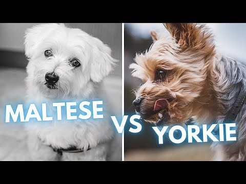 Maltese vs Yorkshire Terrier - Dog Breed Comparison