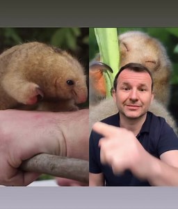 3.9K views · 708 reactions | Silky Anteater | Markulland | Facebook
