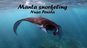 Manta Snorkeling Nusa Penida - Complete Guide With Tours