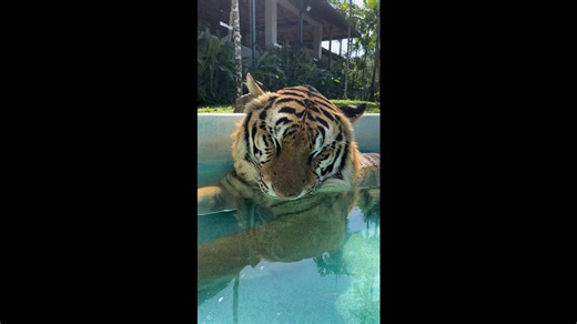 Sleepy tiger nods off and snores in the water