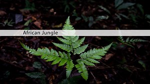 African Jungle sound effects library — Mindful Audio