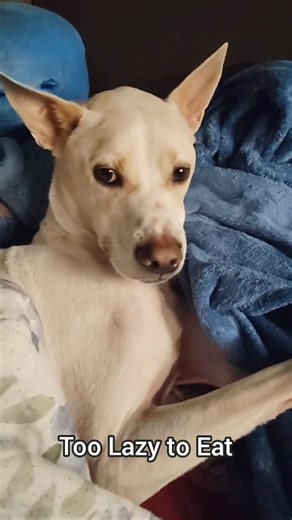 Cosmo the Rescue ˁ( ͡°ᴥ ͡°)ˀ on Instagram: "Like Mom say yesterday, sumtimes me too tire after workies to eat by myself, and Mom says need eat yumyums to take medicine 🙄 So me making Mom treat me like da Prince 👑 me am Feed me slave 😲 (These days when we come home from work late, the poor boy just hops to bed and leaves his food out, but at least he'll still chew when I yeet the food in 🫣 can't take those meds on empty stomach yo!) 🙄👑😲😲😲😲 #cosmothedog #feedme #lazydog #tireddog #foodbe