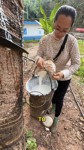 44K views · 139 reactions | Traditional Latex Collection A Quick Look. #LatexHarvest #TraditionalSkills #QuickGuide #NaturalCraft #EcoFriendly | Doraya Jennings | Facebook