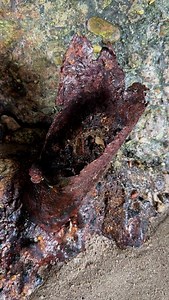 EXPLODED SHELL CASE INSIDE NORMANDY GUN CASEMATE Take a look inside this R612 type gun casemate and the destruction caused to the thick concrete and steel construction by a series of internal explosions. This building - located north of the Utah Beach area - once housed a German 7.5cm field gun to cover a large section of beach to the south of the position. Following the sites capture by US forces as they headed north to Cherbourg, the bunker was used to destroy captured German ammunition, and y