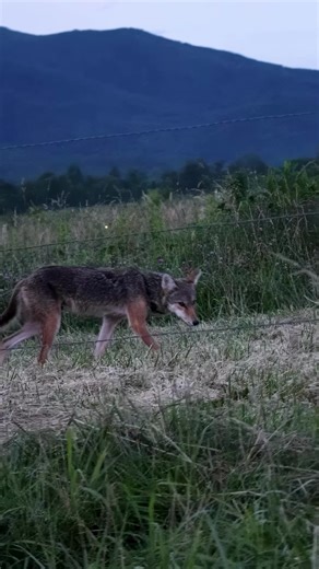 Best tour guide ever, complete with a few lightning bugs to add a dash of magic 😁 This guy was briefly walking alongside the road at Cades Cove. Now here's where some folks will howl about coyotes and start with the predator persecution. Worse, those who persecute these animals will often accuse folks like me of being emotional when pointing out how dangerous it is to have that attitude. Honestly, I've never seen a more emotional creature than a defensive hunter 🤷‍♀️ If you are a hunter and ar