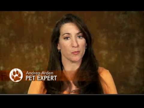 Cats 101: Russian Blue