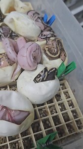 Pinstripe coralglow sugar x saar babys🐍❤️🥚🐍❤️🥚 | Xclusive ball pythons