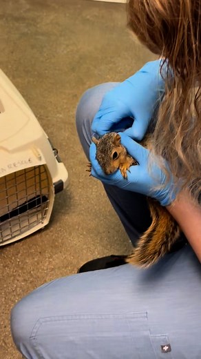 Kitten Rescue on Reels