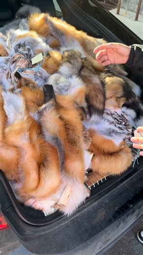 Top quality wild red fox fur have gorgeous bright red colouring and fluffy white tipped tails. Large, X-Large, XX-Large Starting at $150 for size large #foxes #redfox #realfur #indigenousculture #nativeamericanculture #indigenousfashion #furstore #billworbfurs | Bill Worb Furs Inc
