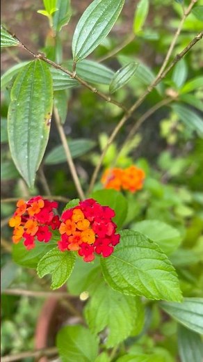 Beautiful Red Lantana Flower | Nature Shorts | Garden Beauty #gardenflowers #lantana #redflowers