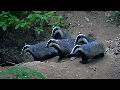 Badger cubs at the burrow ~ Meles meles