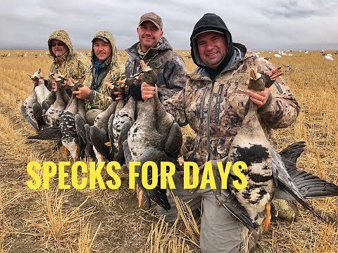 Hunting Geese on the Saskatchewan Prairies