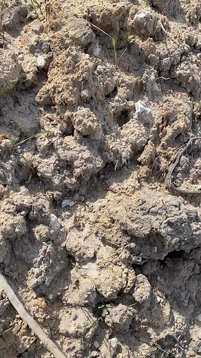 Here’s my biggest all white Megalodon tooth I’ve ever found. These don’t come often in my area. Still have it in my collection. | Southcarolinafossiladdict