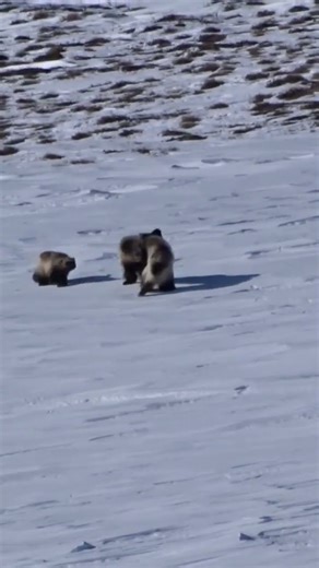 Wolverines. A game of "Every Man for Himself"