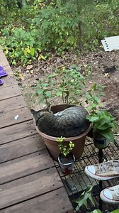 Minty fresh cat #mint #narrowaycats #farmcat #outdoorcat #narrowayhomestead #homestead #offgridlife #rurallife | Nate Petroski