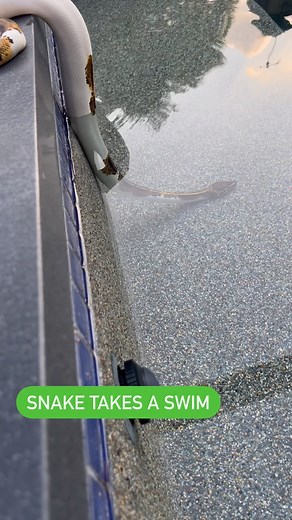 This was honestly so cool to see🔥 Versace decided that she wanted to go for a swim during my attempted photoshoot of her😂 #ballpython #royalpython #reptile #reptiles #reptilesofinstagram #snakes #snake #snakes #pets #pet #petsofinstagram #bloodpython #burmesepython #reticulatedpython #carpetpython #boaconstrictor #leopardgecko #crestedgecko #beardeddragon #animals #wildlife #bof #recessivegang #ballpythons #royalpythons #reels | BALLS of FURY