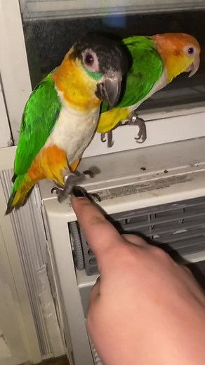 Fun facts about caiques and their house arrest bracelets #foryoupage #fyp #iwoulddieforpico #birb #floof