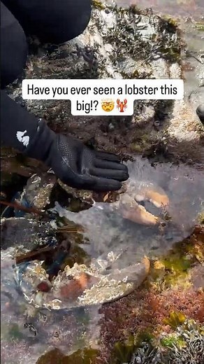 The biggest lobster we’ve ever seen.. 🤯 #lobster #ocean #cornwall #spearfishing #freediving