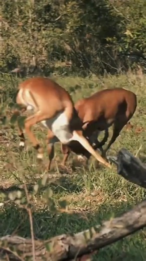 Two Antelope Locked in a Powerful Fight | Rare Wildlife Battle in the Wild