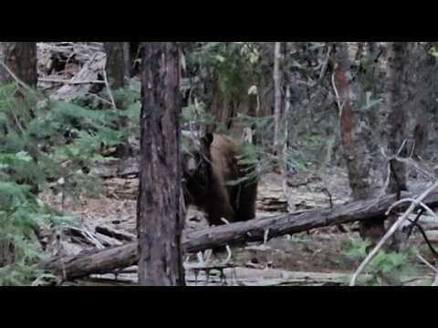 Calling In a Black Bear