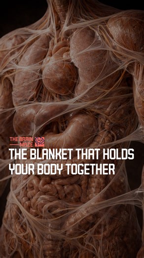 The Blanket That Holds Your Body Together - Fascia is a connective tissue that surrounds and supports muscles, organs, nerves, and blood vessels, playing a crucial role in movement, force transmission, and shock absorption. | The Brain Maze