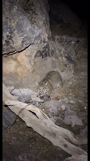 Little Trapline Co on Instagram: "Somebody get the fleshing beam—this bobcat’s about to get a haircut 🐾✂️ #trapline #bobcat #trappinglife #outdoorkids #littletraplineco"