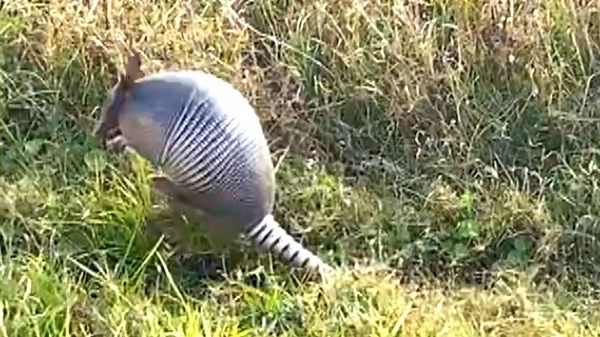 Adorable armadillo gets spooked by tourist's hilarious noises