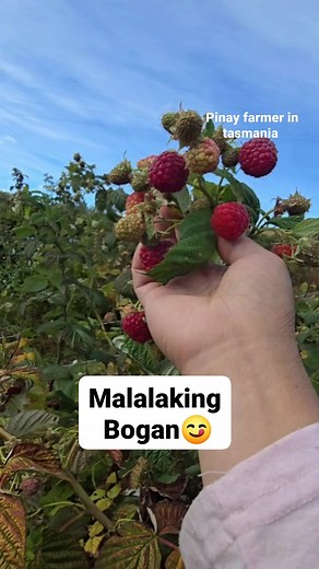 15K views · 298 reactions | Malalaking bogan na Raspberries #pinayfarmerintasmania #fypシ゚viralシfypシ゚viralシalシ #fbreelsfypシ゚viralfbreelsfypシ゚viral #fyp #raspberry | PINAY Farmer in Tasmania | Facebook