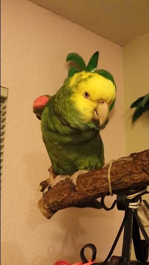 Lola the Parrot Singing Stranger in Paradise