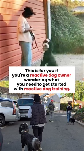 There’s a lot of misinformation about reactive dog training. Somebody needs to hear this. ❌ One of the worst ones is that you need to have an “obedient dog” before you can start training your reactive dog. Our students have long histories of good manners and multiple manners training classes, AND are still reactive. Our students have no prior training, AND they still learn to overcome their reactivity. That’s because reactivity is an emotionally driven behavior due to stress from things like fea