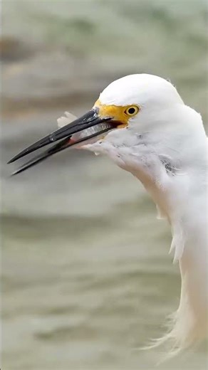 American egret crane bird spoonbill albatross little blue heron #AmericanEgret #CraneBird #Spoonbill