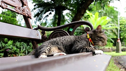 Cat On A Bench - video Dailymotion
