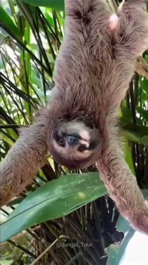 The shocking truth About sloth behavior 😱 #sloth #animals #shorts