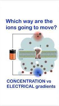 Which WAY are the ions Going to Move? Concentration vs Electrical Gradients