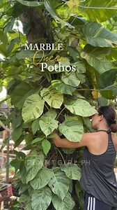 310K views · 5.6K reactions | What’s your preferred pothos growth style? Hanging or climbing? Happy Gardening 六‍ 華 #plantgirlph #plantingloveandkindness #plantsmakepeoplehappy #pothos | PlantGirl PH | Facebook
