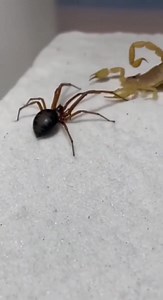 In this intense desert encounter, a fast and aggressive spider faces off against a powerful scorpion. Both strike rapidly as the fight unfolds in real time. Captured in a clean mobile-style angle, the raw action shows how both predators rely on speed, venom, and instinct. Watch till the end — nature never disappoints! 🕷️🦂🔥#SpiderVsScorpion #SpiderFight #ScorpionAttack #WildLifeReel #NatureBattle #SandBoxFight #PredatorVsPredator #WildEncounters #AnimalClash #ReelFight | SpiderVerse Wild