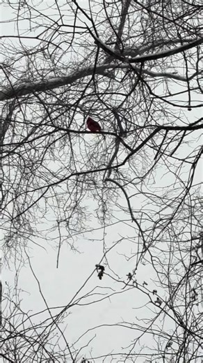 Dr. Santina DiLuoffo on Instagram: "Cardinal in the snow! Adding steps to share NY with you. #birds #snowstorm #walk"