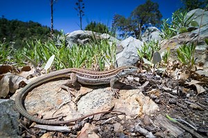 These animals may all be female, but that doesn't stop them enjoying sex – thanks to a bit of role play | Discover Wildlife