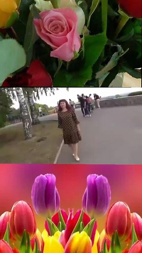 Vibrant Tulips: A Colorful Spring Experience