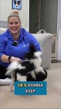 Stop Puppy Toe Biting Fast (Use A House-Line!)