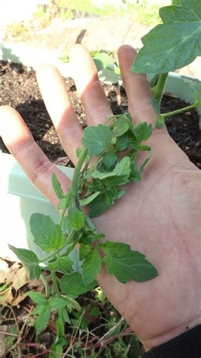 How to Prune Cherry Tomatoes for a Two-Stem System #VegetableGardening