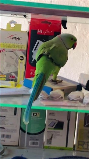 Parrot Dance-Off Challenge 🦜😂 | Funniest Bird Dance