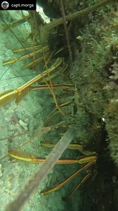 Lobster AirBNB 🇧🇸 | Bahamas Sport Fishing Network